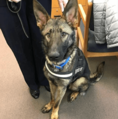 service dogs