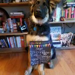 service dogs