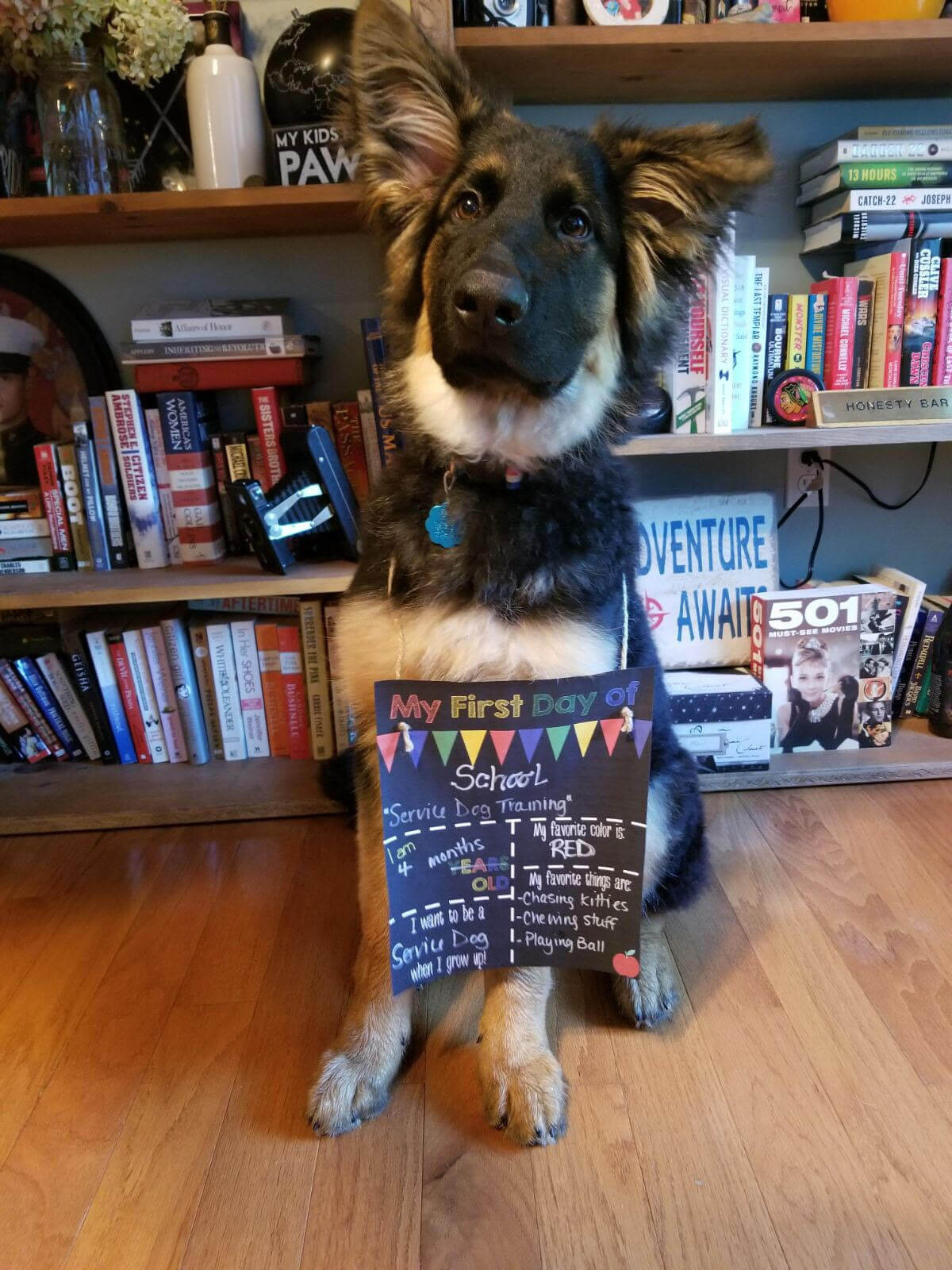 service dogs