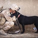 dogs2vets festival