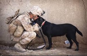 dogs2vets festival