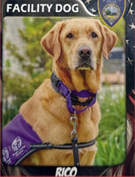 dog-image1