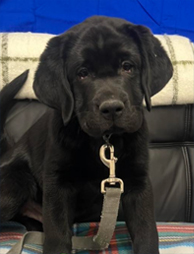 dog-image2