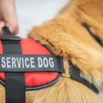 The-Power-of-Service-Dogs_-Companionship-That-Changes-Lives