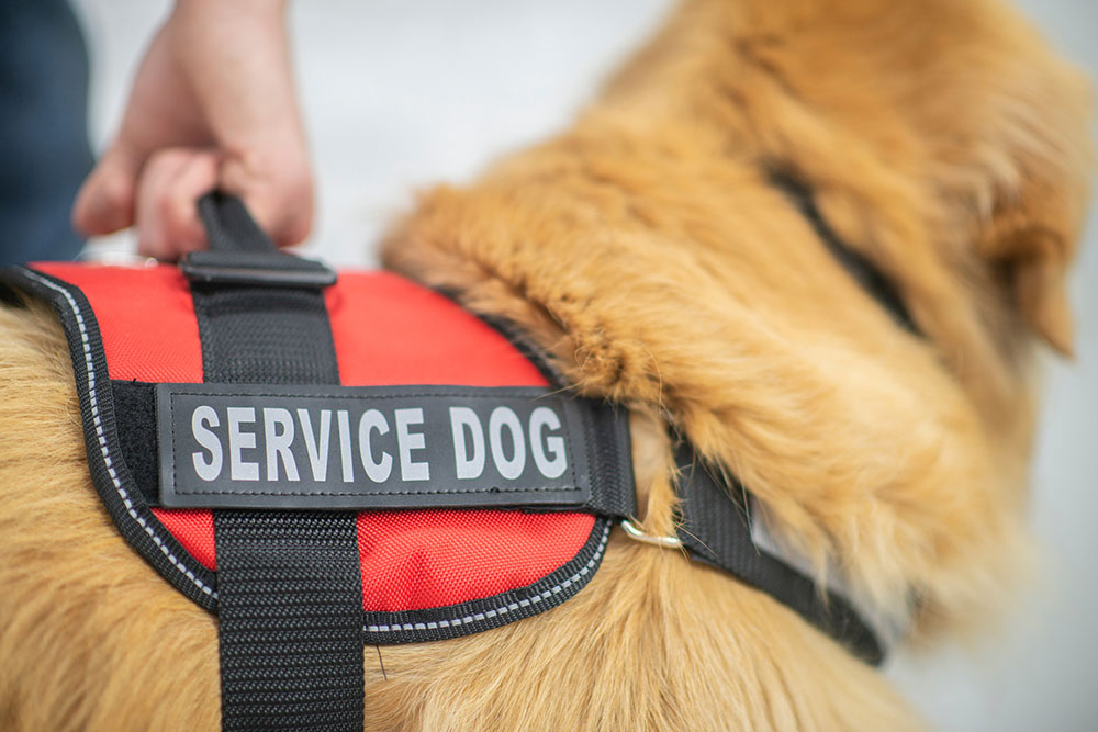 The-Power-of-Service-Dogs_-Companionship-That-Changes-Lives